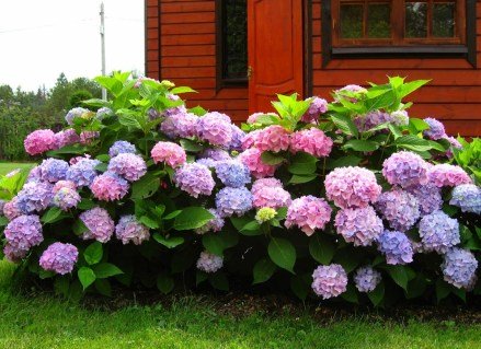 gortenziya-krupnolistnaya-beskonechnoe-leto9