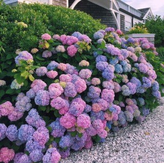 Гортензія широколиста Хамелеон (Chameleon)