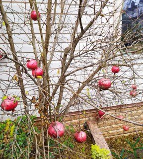 granat-bala-mursal-01