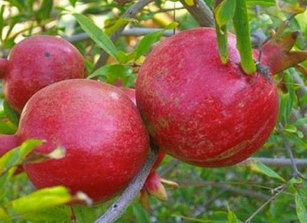 Гранат Бала–Мюрсаль [1-річний з відкритим коренем]