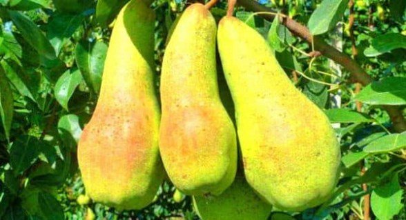 grusha-abbat-4-600x326