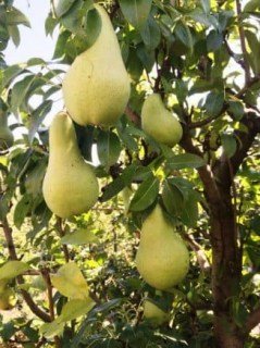 Груша Абат Фетель [2-річна з відкритим коренем]