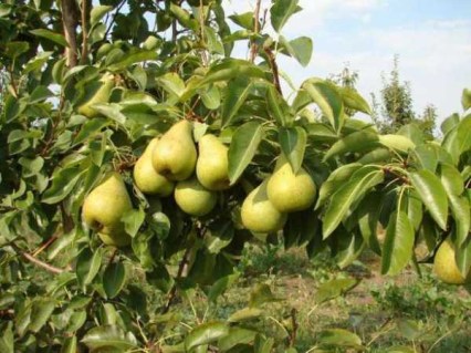 grusha-delbaryu-opisanie-sorta_3