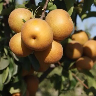 Груша азіатська (китайська) Косуі (Kosui) [1-річна з відкритим коренем]