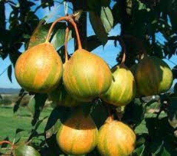 Груша азійська Писанка (Карамелька) [2-річна з відкритим коренем]