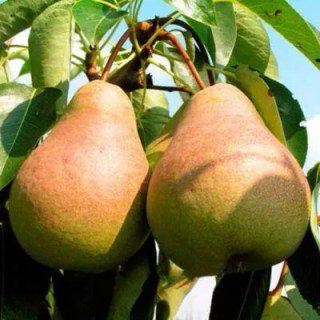 Груша Виставкова [2-річна з відкритим коренем]