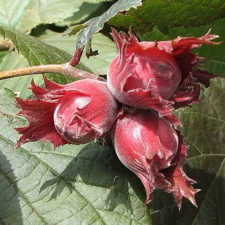 Фундук Ламберта (червонолистий) [2-річний з відкритим коренем]