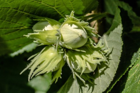 hazelnuts-3499130_1920