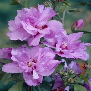 Гібіскус сірійський Арденс (Hibiscus syriacus Ardens) 