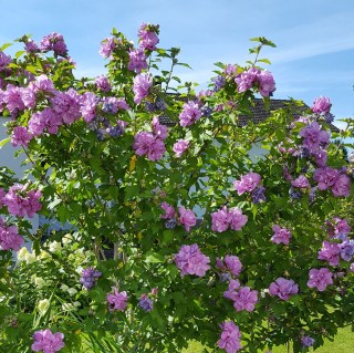 hibiscus-syriacus-ardens-02