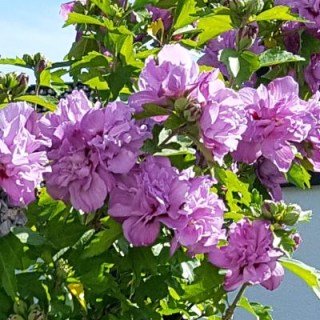 hibiscus-syriacus-ardens-03