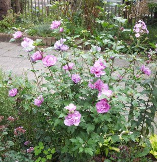 hibiscus-syriacus-ardens-04