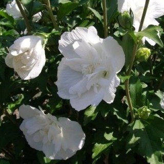 hibiskus-white-chiffon-2-jpg