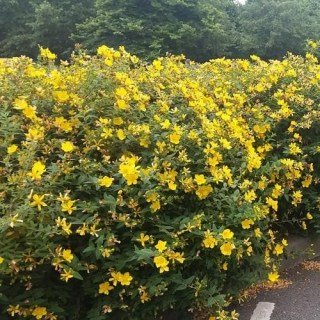 Звіробій чагарниковий Хідкот (Hidcote)