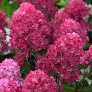 hortensia-paniculata-framboisine-rensam-04