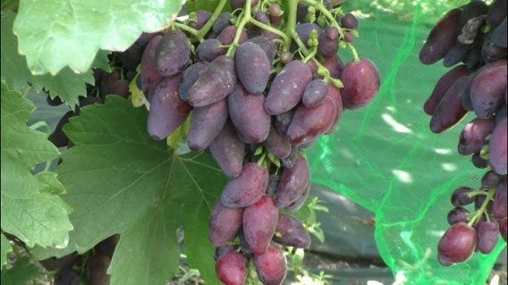 Виноград Краса Дніпра