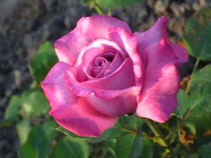 Троянда плетиста Блю Бос (Blue Boss)