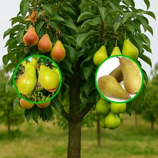 Груша багатосортова: Листопадова, Аббат Фетель