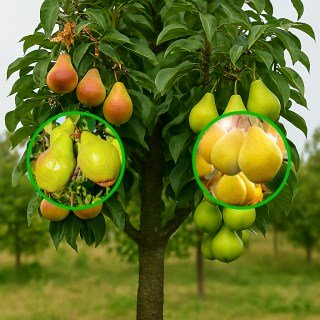 Груша багатосортова: Листопадова, Лимонка