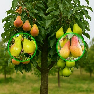 Груша багатосортова: Листопадова, Талгарська Красуня