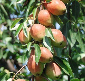 hrusha-kyrhyzka-zymova-01