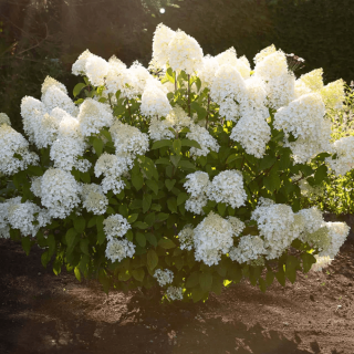 hydrangea-paniculata-living-sugar-rush-p5979-45237_image