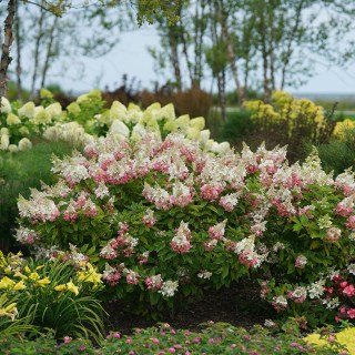 hydrangea-paniculata-pinky-winky-04