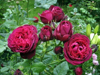 Роза Графиня Диана (Gräfin Diana)