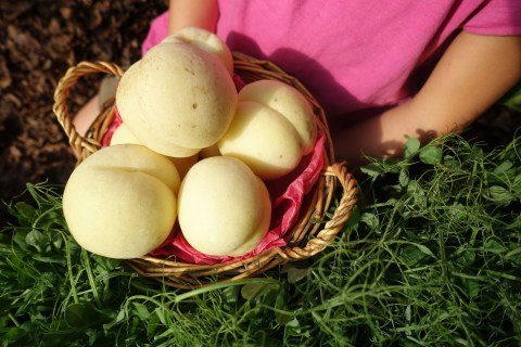 Персик Айс Піч (Ice Peach) [1-річний з відкритим коренем]