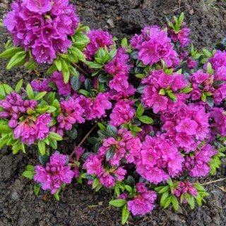 Рододендрон японський Geisha Purple [контейнер 0,5л]