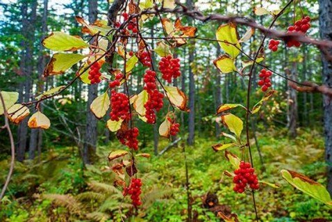 il_570xN.2141226805_butq