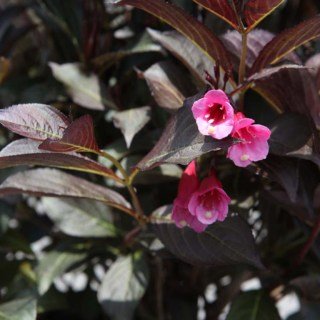 image001-116-768x768