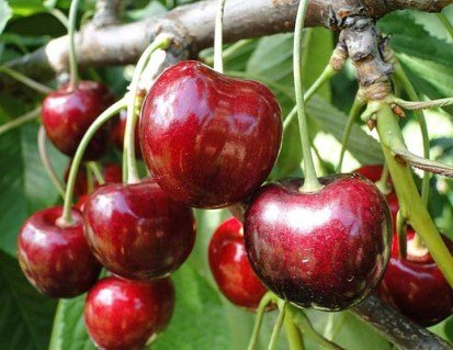 Черешня Ван [2-річна з відкритим коренем]