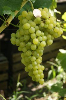 Виноград Кишмиш Перлина