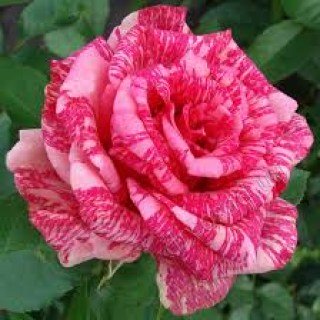 Троянда Пінк Інтуішн (Pink Intuition)