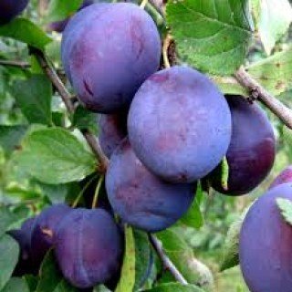 Слива Хаганта [2-річна з відкритим коренем]