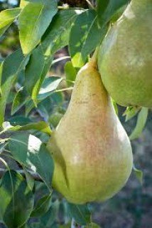 Груша Ізольда [2-річна з відкритим коренем]