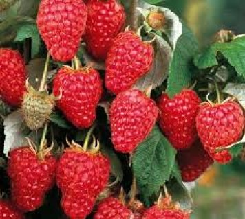 Малина Херитейдж