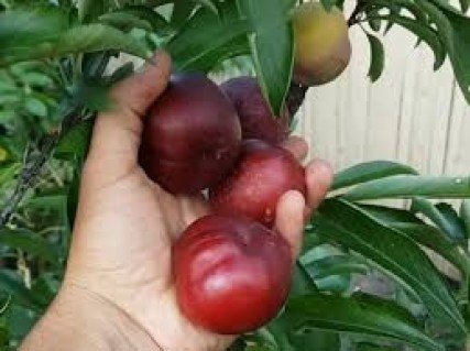 Гібрид Персик-Слива диплоїдна (Prunus persica × Prunus domestica) [2-річний з відкритим коренем]