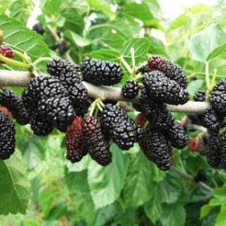 img-61a8c1871faf11e3502560f76fbb25e2-v