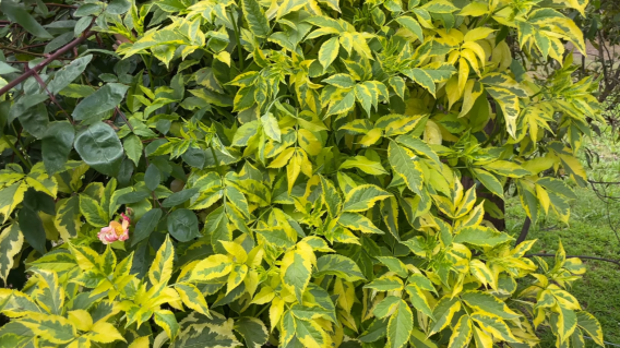 Бузина чорна Мадонна (Sambucus nigra Madonna)