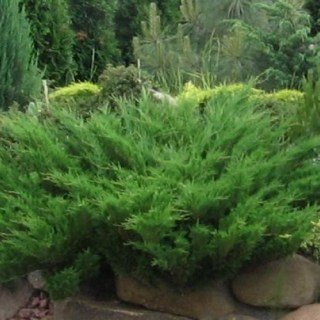 Ялівець козацький [60см. 3-річний з відкритим коренем]