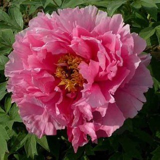 Пион древовидный Yin Hong Qiao Dui