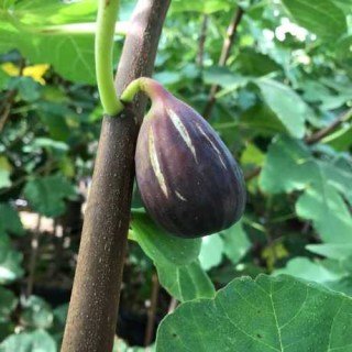 img_5170.460x460-1885841513