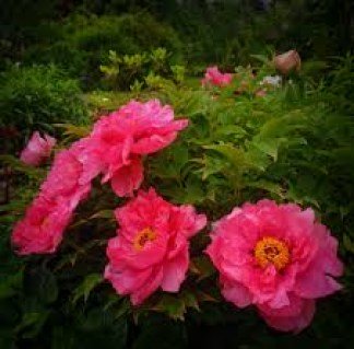 Піон деревовидний Ni Hong Huan Cai (сіянець)