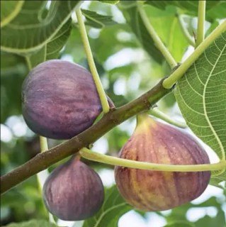 Інжир Неаполітанський (Datte de Naples)