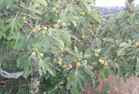 inzhyr-dalmatskyj-02