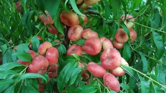 inzhyrnyj-nektaryn-oriola-02