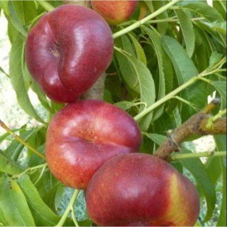 Нектарин інжирний Оріола (Oriola) [2-річний з відкритим коренем]