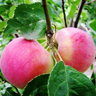 Яблоня Джулия (Julia) [1-летняя с открытой корневой системой]